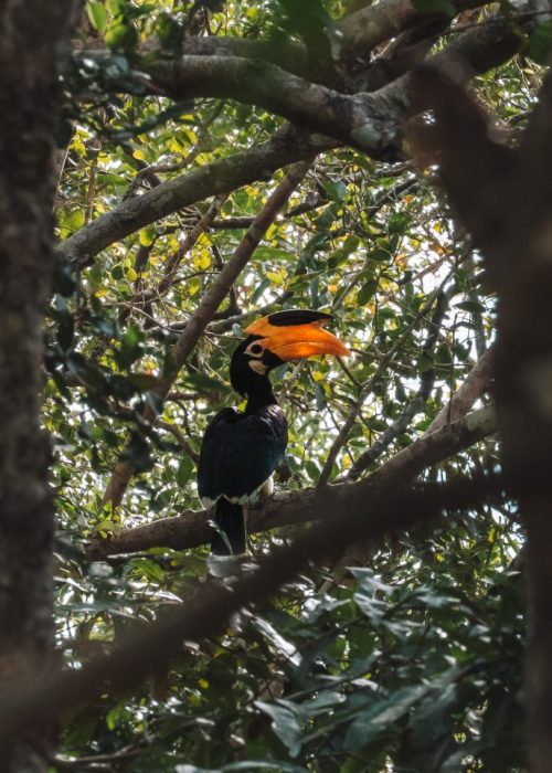 Wilpattu Nationaal Park, Sri Lanka