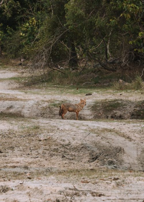 Wilpattu Nationaal Park, Sri Lanka