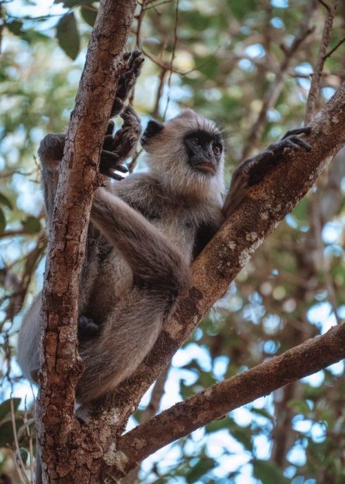 Wilpattu Nationaal Park, Sri Lanka