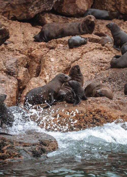 Zeehonden plettenbergbaai