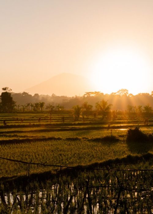 bali rijstvelden
