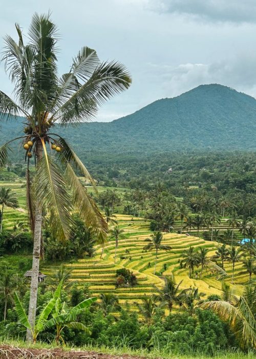 jatiluwih bali