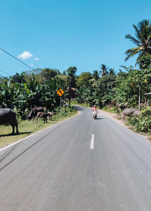 scooter huren lombok