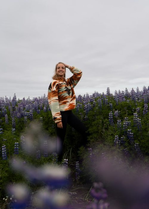 lupines ijsland