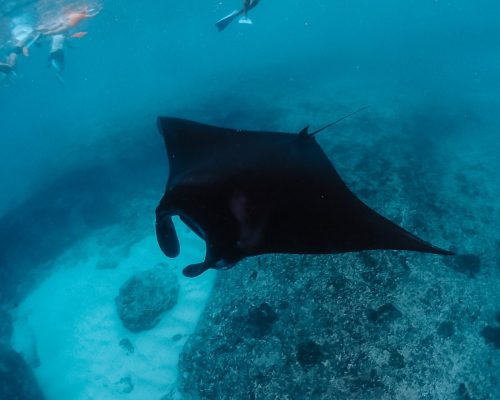 snorkelen manta roggen nusa lembongan