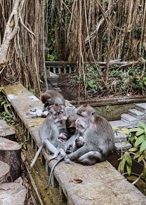 ubud-monkey-forest