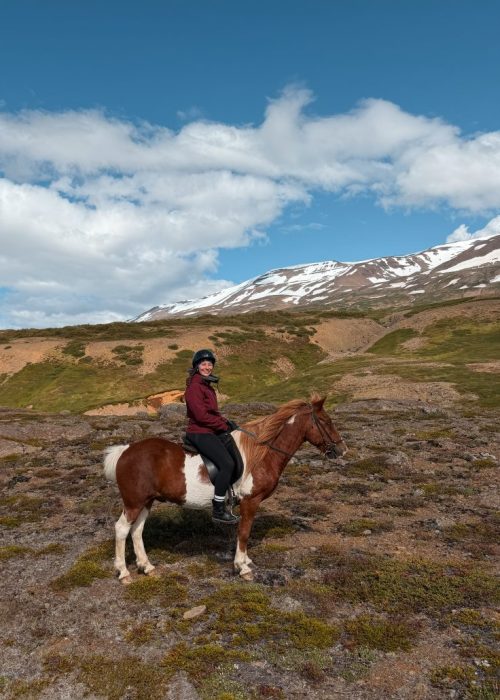 paardrijden ijsland