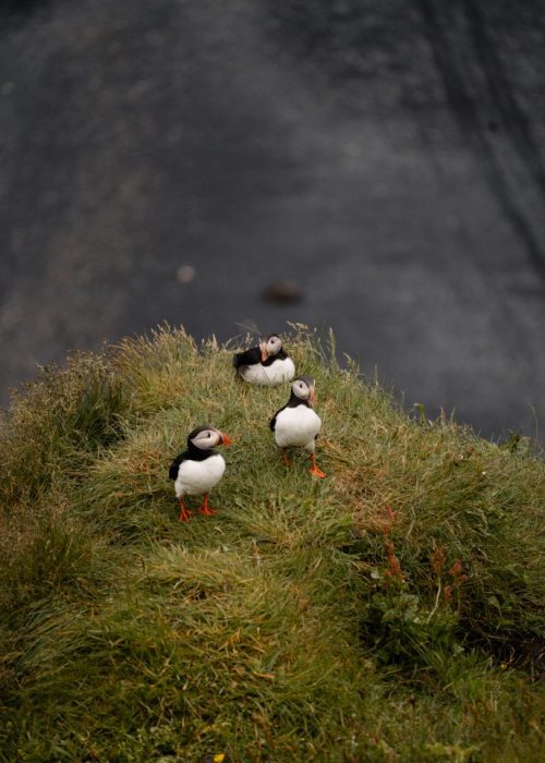 puffins ijsland