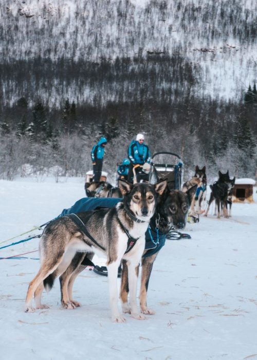 tromso husky safari