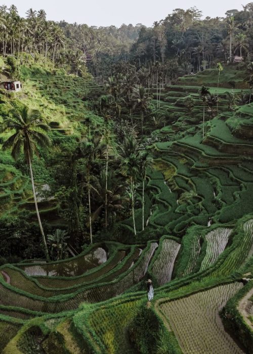 rijstterrassen Ubud Bali