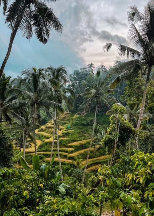 Ubud rijstterrassen Bali
