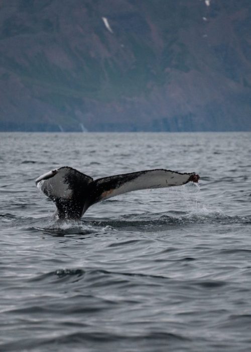 walvissen husavik ijsland